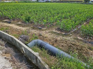 일심묘목농원님의 자유주제 · 자유게시판 작성글 사진