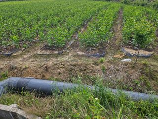 일심묘목농원님의 자유주제 · 자유게시판 작성글 사진
