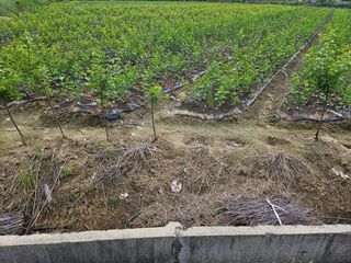 일심묘목농원님의 자유주제 · 자유게시판 작성글 사진