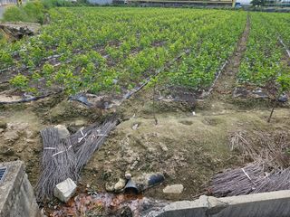 일심묘목농원님의 자유주제 · 자유게시판 작성글 사진