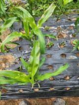 팜모닝 6월 농사계획🧑🏻‍🌾·참여글 게시글 이미지