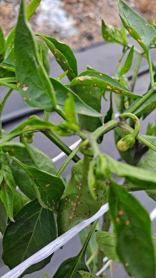 고추랑넝쿨강낭콩님의 고추 · 병해충상담 작성글 사진