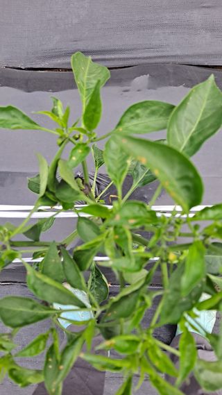 고추랑넝쿨강낭콩님의 고추 · 병해충상담 작성글 사진