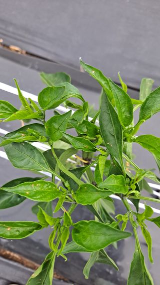 고추랑넝쿨강낭콩님의 고추 · 병해충상담 작성글 사진