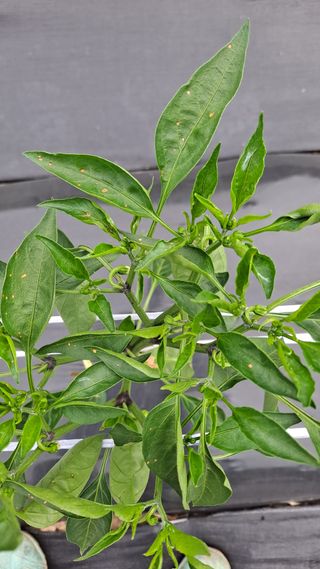 고추랑넝쿨강낭콩님의 고추 · 병해충상담 작성글 사진