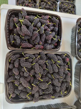 정영기대산축산농부♡님의 자유주제 · 자유게시판 작성글 사진