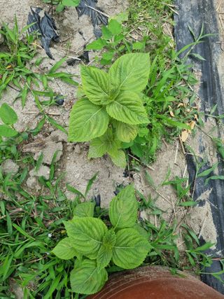 연산나무농장님의 농사, 무엇이든 물어보세요! · 참여글 작성글 사진