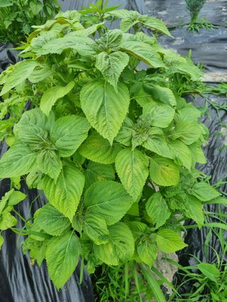 연산나무농장님의 농사, 무엇이든 물어보세요! · 참여글 작성글 사진