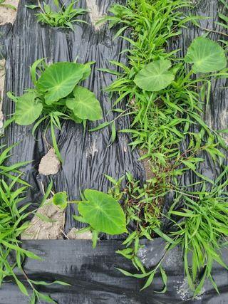 연산나무농장님의 농사, 무엇이든 물어보세요! · 참여글 작성글 사진