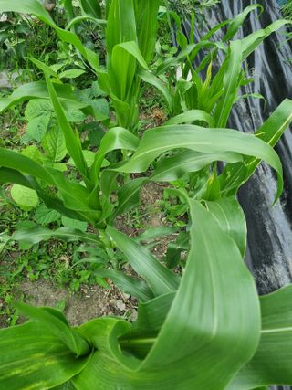 연산나무농장님의 농사, 무엇이든 물어보세요! · 참여글 작성글 사진
