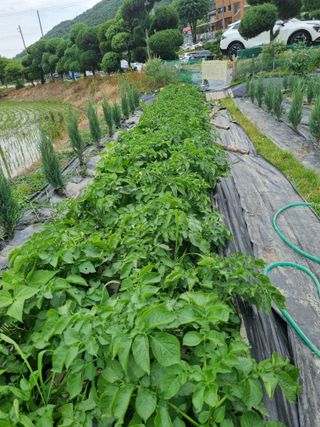 연산나무농장님의 농사, 무엇이든 물어보세요! · 참여글 작성글 사진