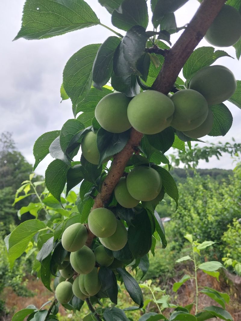 장터 상품 [청매실10kg] 썸네일