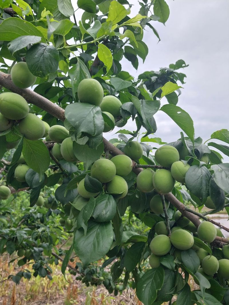 양배추15784님의 장터 판매 상품 [청매실10kg] 첨부 사진