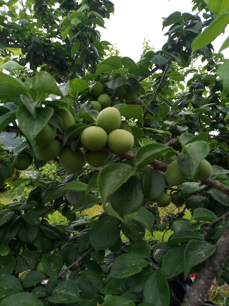 양배추15784님의 장터 판매 상품 [청매실10kg] 첨부 사진