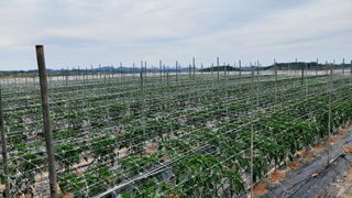 둥이농장(김준태)님의 고추 · 일상 작성글 사진