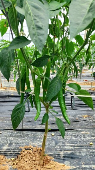 둥이농장(김준태)님의 고추 · 일상 작성글 사진