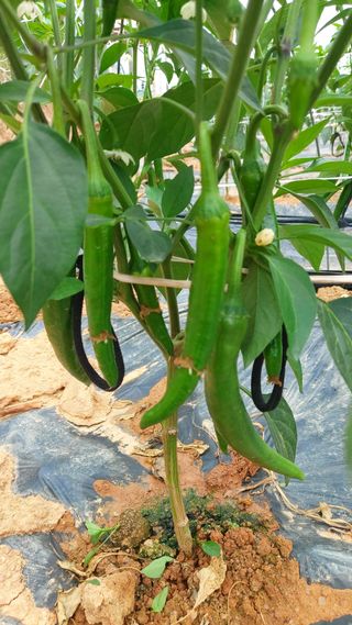 둥이농장(김준태)님의 고추 · 일상 작성글 사진