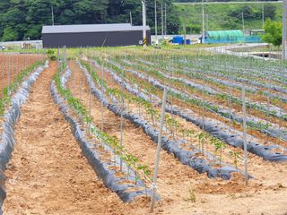 이종록님의 고추 · 지주설치•유인•성장 작성글 사진