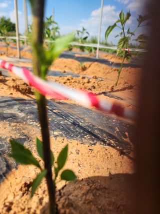 나영임님의 고추 · 병해충상담 작성글 사진