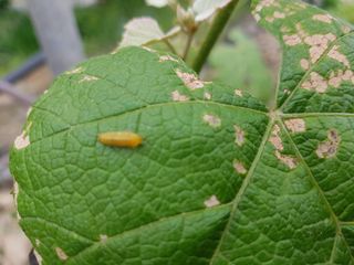 나는할수있다님의 포도 · 병해충상담 작성글 사진