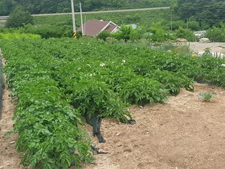이종록님의 감자 · 자유게시판 작성글 사진