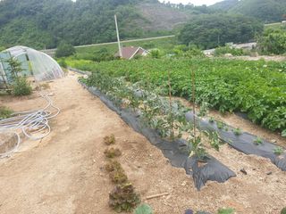 이종록님의 감자 · 자유게시판 작성글 사진