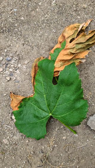 일주농원님의 농사, 무엇이든 물어보세요! · 참여글 작성글 사진