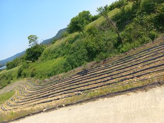 한태훈님의 참깨 · 영농일지 작성글 사진