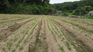 산들바람님의 기타작물 · 영농일지 작성글 사진
