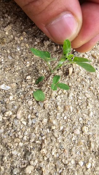 산들바람님의 기타작물 · 영농일지 작성글 사진