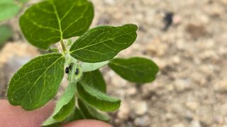 산들바람님의 기타작물 · 영농일지 작성글 사진