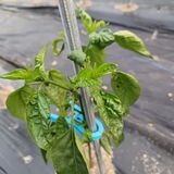 팜모닝 고추·병해충상담 게시글 이미지