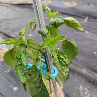 장천진님의 고추 · 병해충상담 작성글 사진