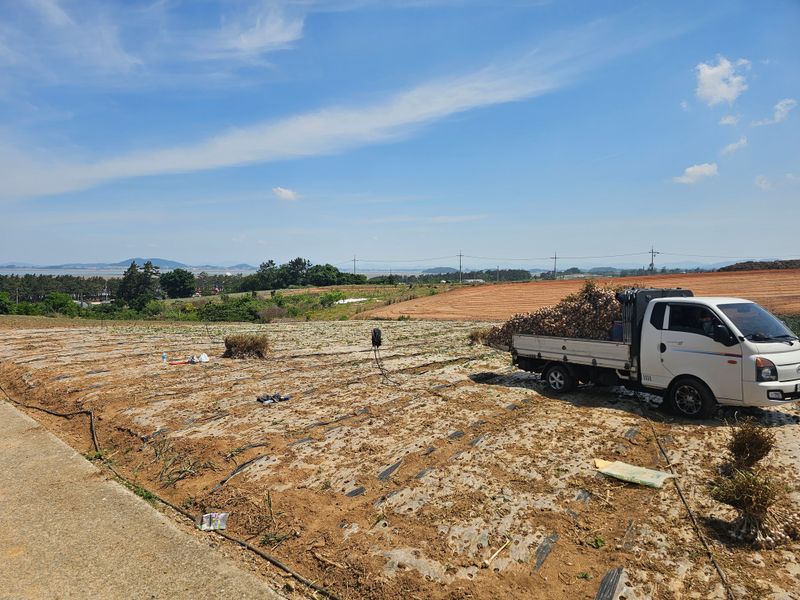 장터 상품 [무안 조금나루 해풍으로 자란 마늘] 썸네일