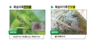 대산농사대장님의 고추 · 비료•농약 작성글 사진