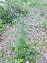 팜모닝 기타작물·영농일지 게시글 이미지