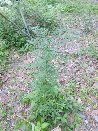 이상돈님의 기타작물 · 영농일지 작성글 사진