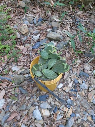 이상돈님의 기타작물 · 영농일지 작성글 사진