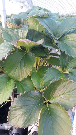 막걸리대왕님의 딸기 · 병해충상담 작성글 사진