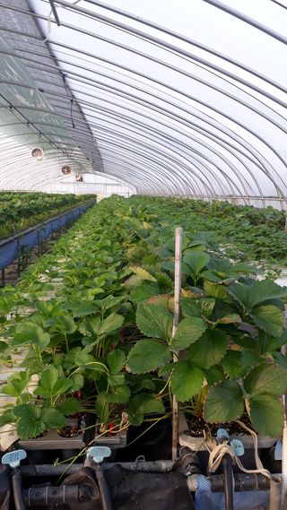 막걸리대왕님의 딸기 · 병해충상담 작성글 사진