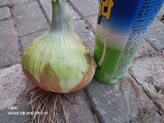 이흥희님의 양파 · 영농일지 작성글 사진
