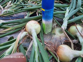 이흥희님의 양파 · 영농일지 작성글 사진