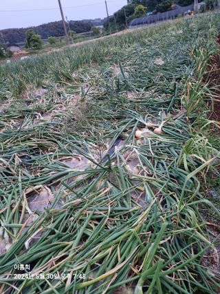 이흥희님의 양파 · 영농일지 작성글 사진