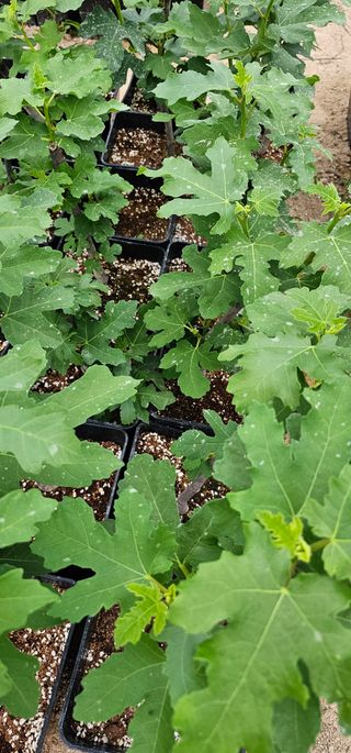 뿌리묘목농원님의 작성글 사진