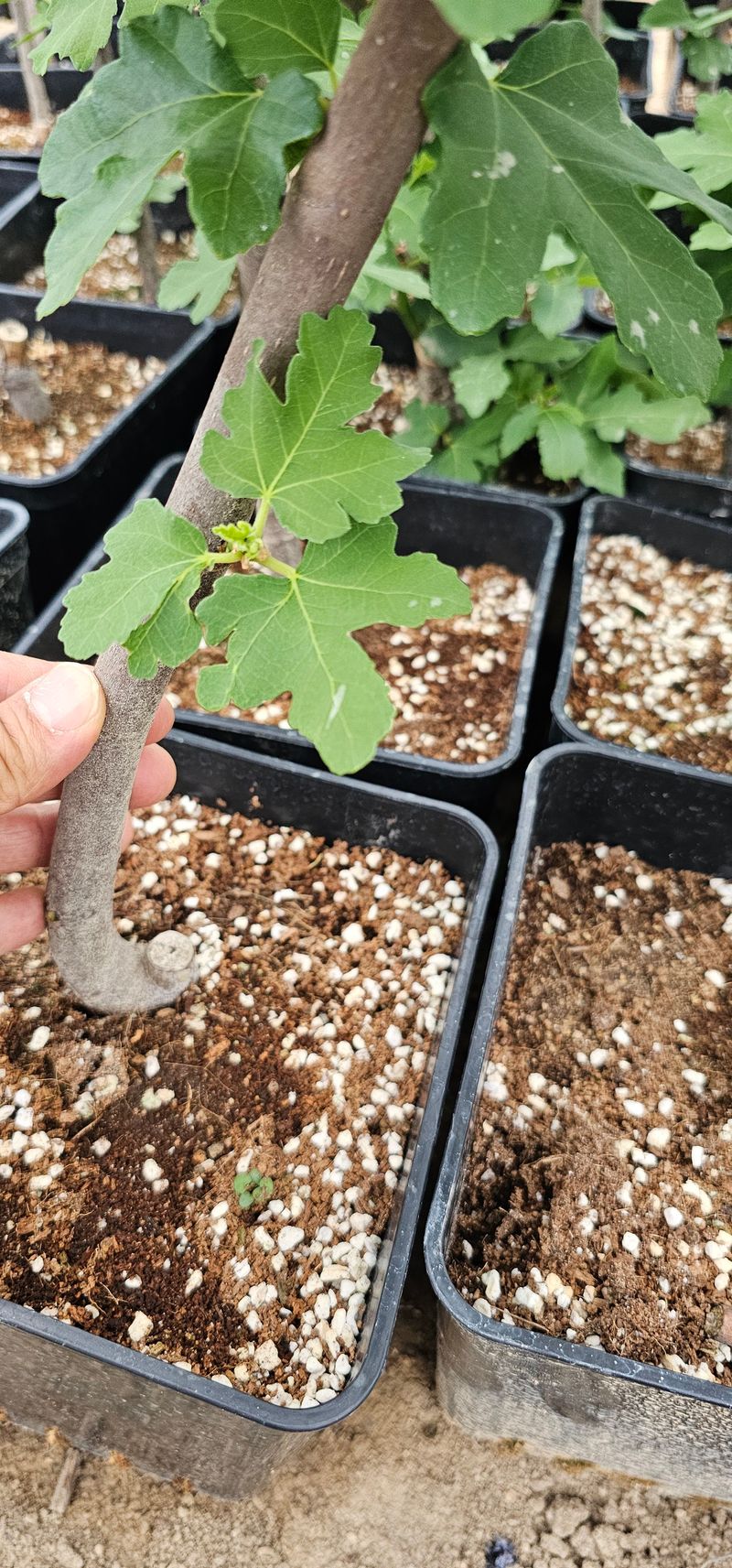 뿌리묘목농원님의 장터 판매 상품 [무화과 바나네 2년생  (7호포트묘)] 첨부 사진