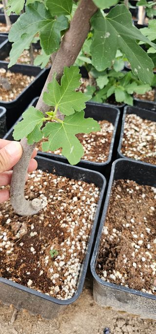 뿌리묘목농원님의 작성글 사진