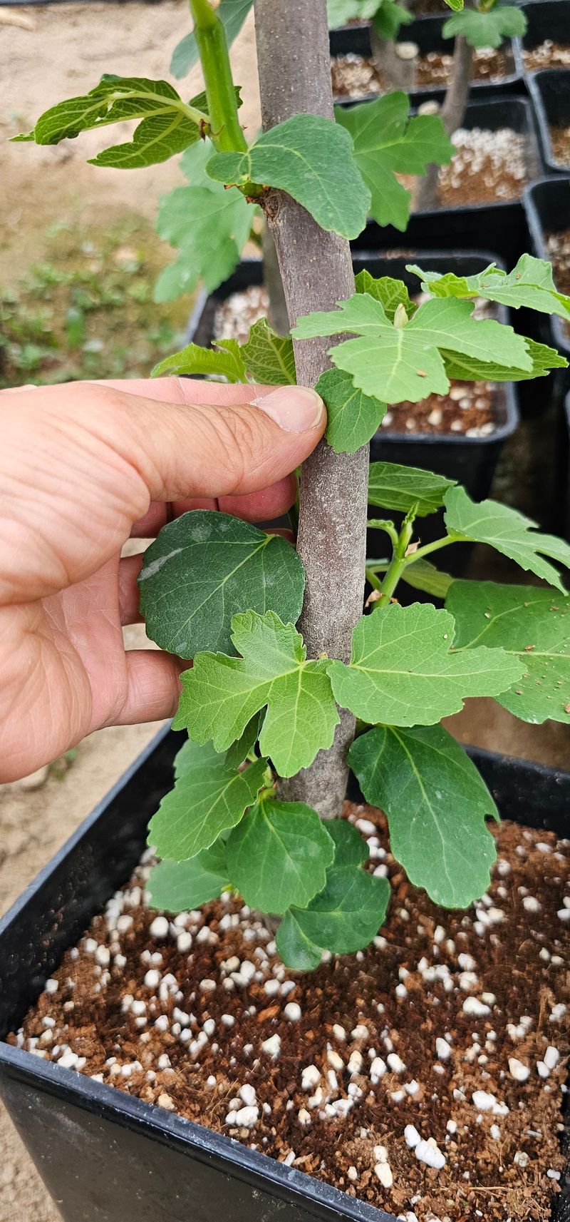 뿌리묘목농원님의 장터 판매 상품 [무화과 바나네 2년생  (7호포트묘)] 첨부 사진