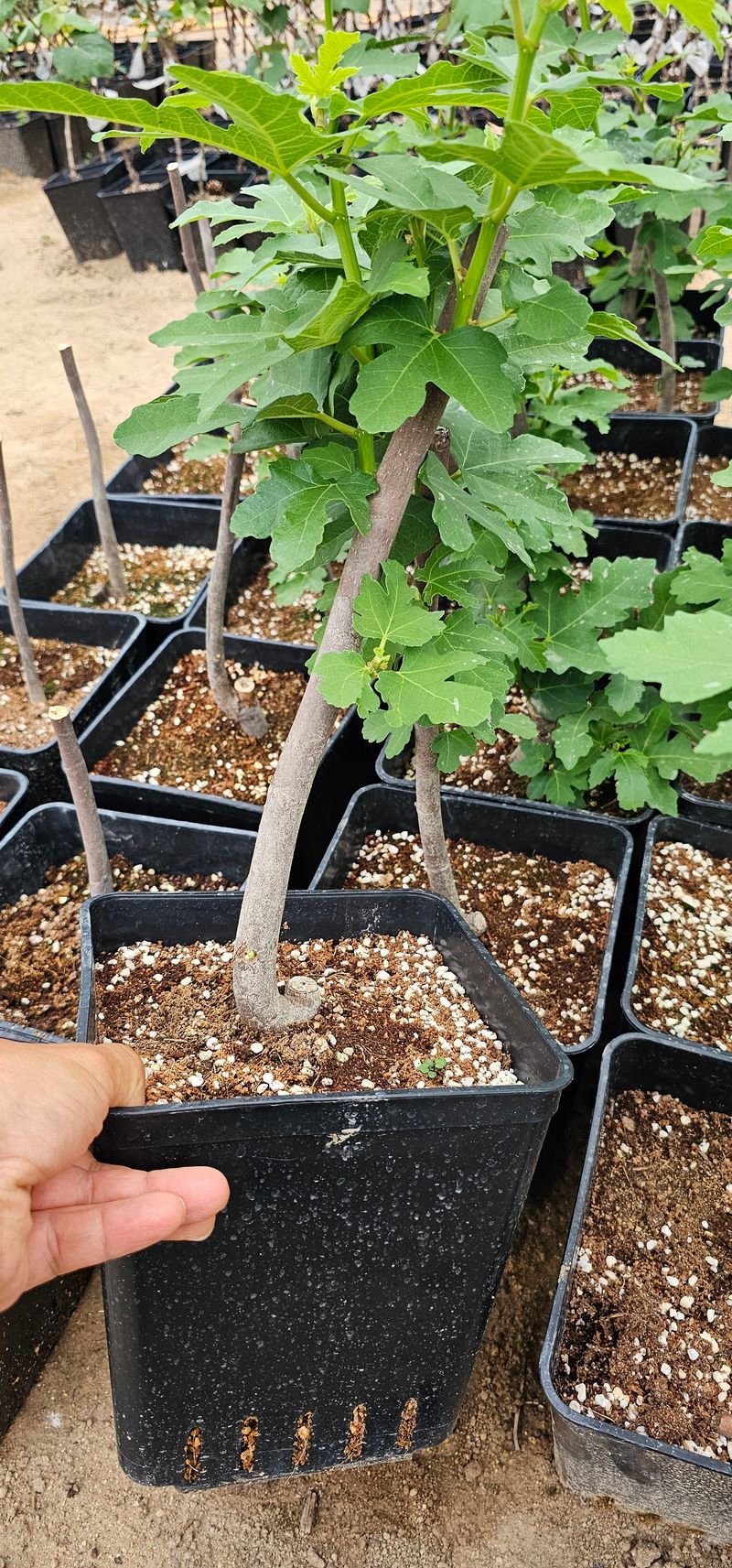 뿌리묘목농원님의 장터 판매 상품 [무화과 바나네 2년생  (7호포트묘)] 첨부 사진