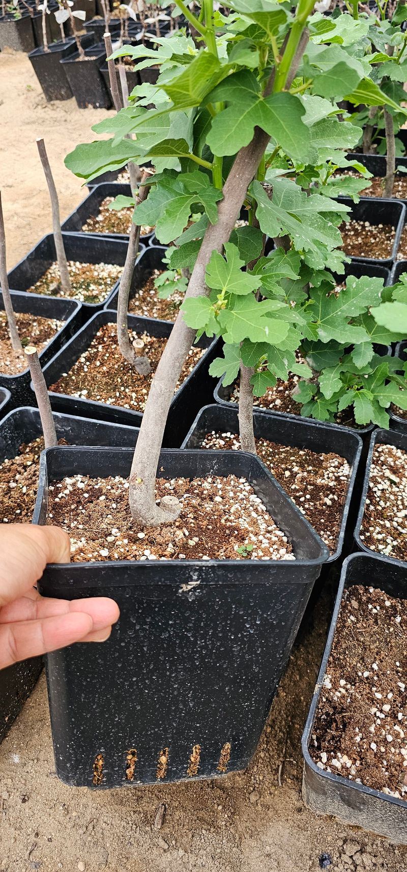 뿌리묘목농원님의 장터 판매 상품 [무화과 바나네 2년생  (7호포트묘)] 첨부 사진