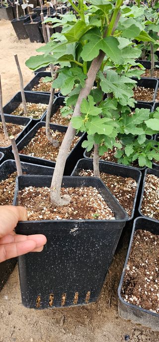 뿌리묘목농원님의 작성글 사진